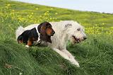 IRISH WOLFHOUND & BASSET HOUND 059